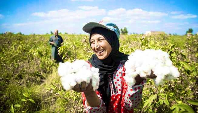 فرحة الذهب الابيض في ديار المحروسة